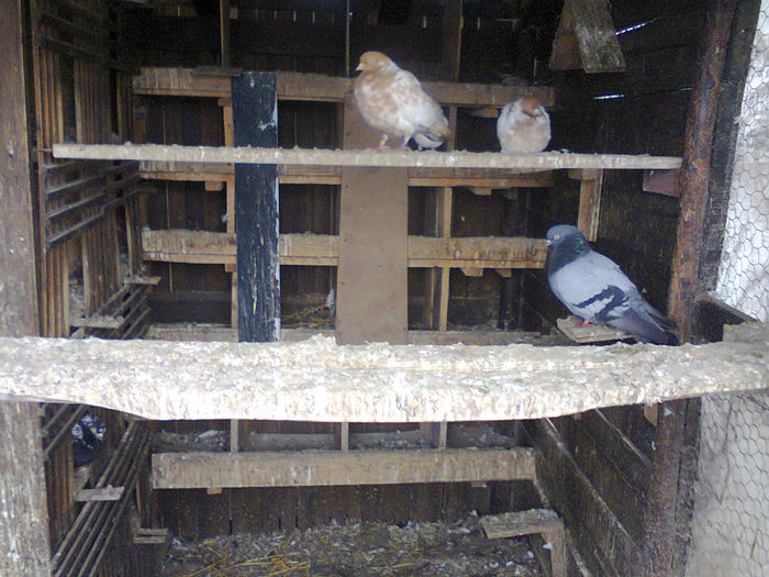 voliera veche; tippleri
