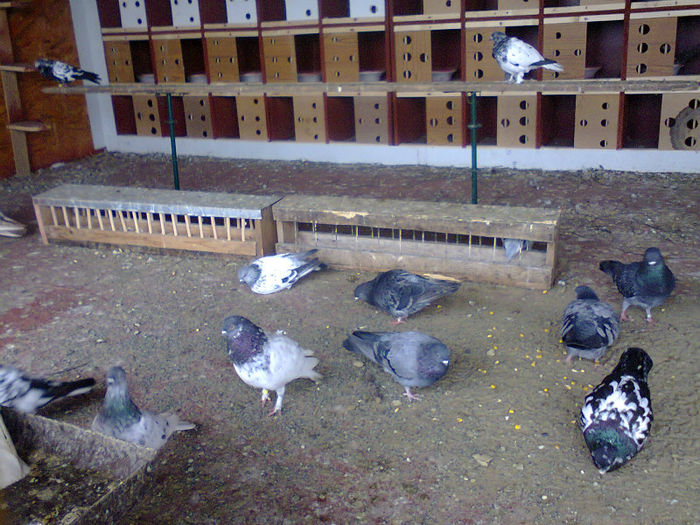 voliera noua; tippleri
