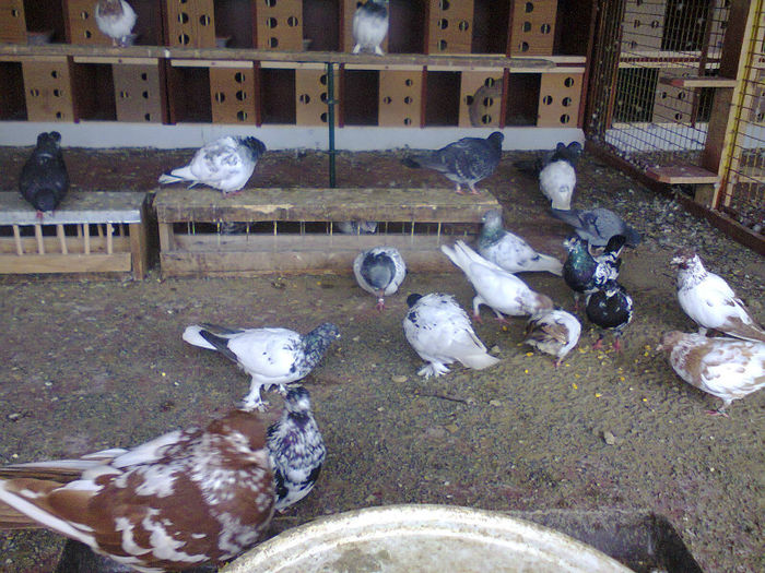 voliera noua; tippleri si zburatori de budapesta
