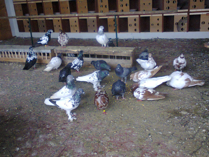 voliera noua; tippleri
