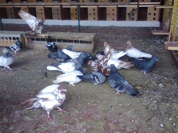 voliera noua; tippleri
