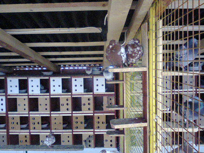 voliera noua; tippleri
