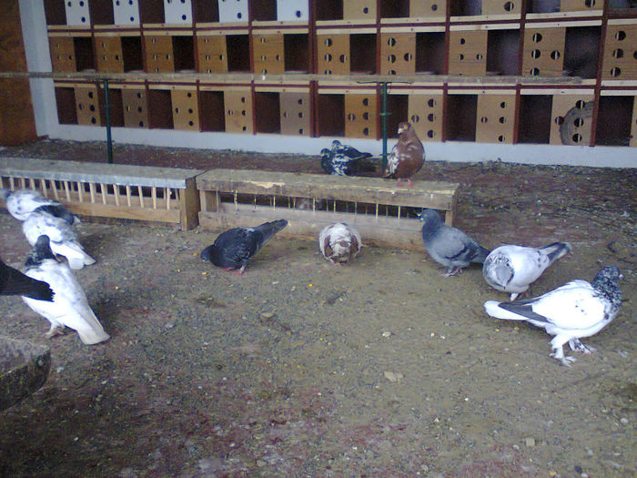 voliera noua - Tipleri si Berzati