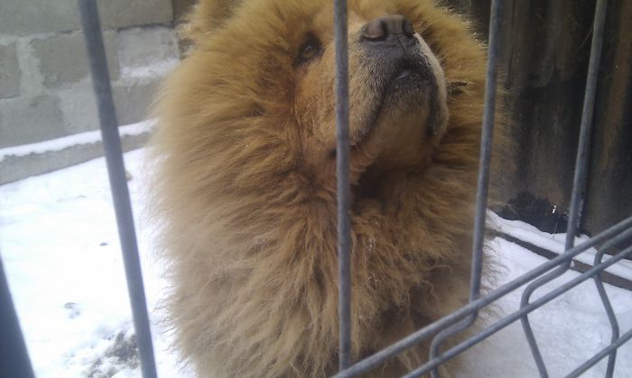 IMAG0429 - LEUT chow chow PENTRU MONTA