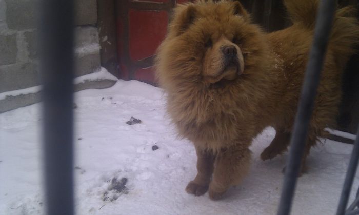 IMAG0427 - LEUT chow chow PENTRU MONTA