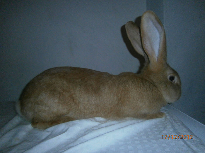 de vanzare 2 femele si un mascul ug galben de la hermann