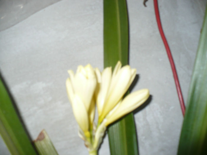 Galbena variegata 26.03.2013 - Clivia 2013