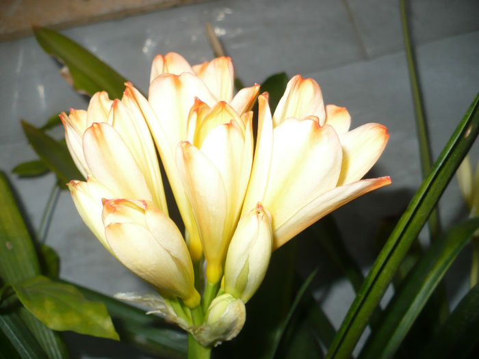 Clivia White Lips 26.03.2013 - Clivia 2013