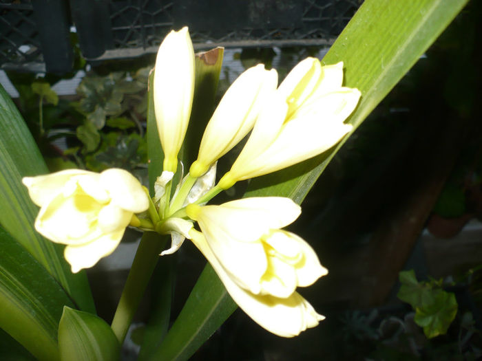 Galbena variegata 26.03.2013 - Clivia 2013