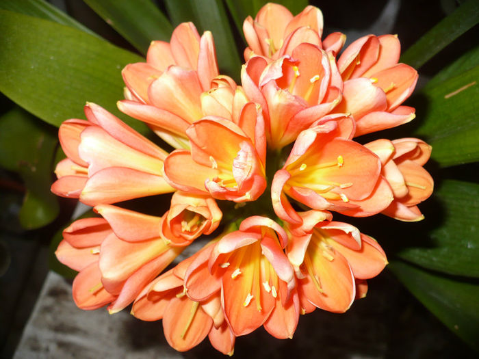 Clivia miniata 26.03.2013