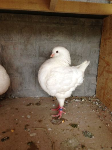 1-0 2012; Achizitie Pop Viorel
