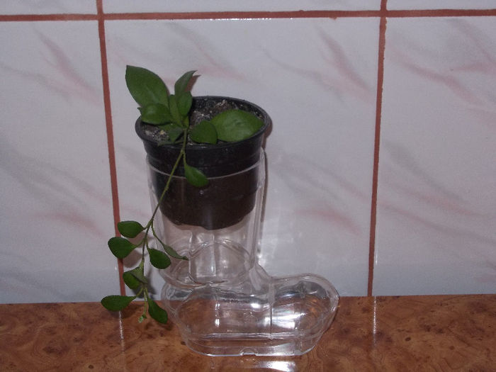 DSCN7549_3027 - Florile mele