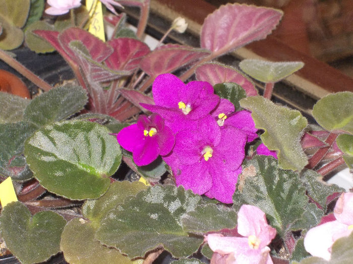 DSCN7526_3004 - Florile mele