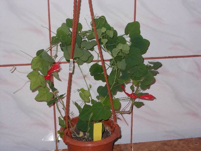 DSCN7534_3012 - Florile mele