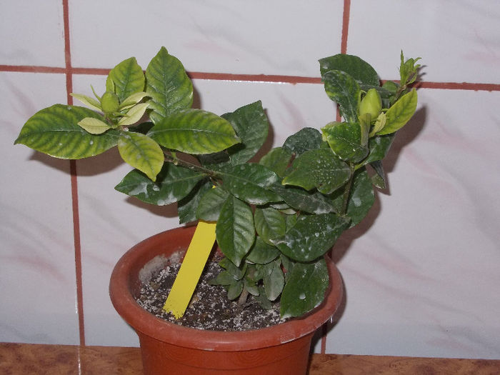 DSCN7535_3013 - Florile mele