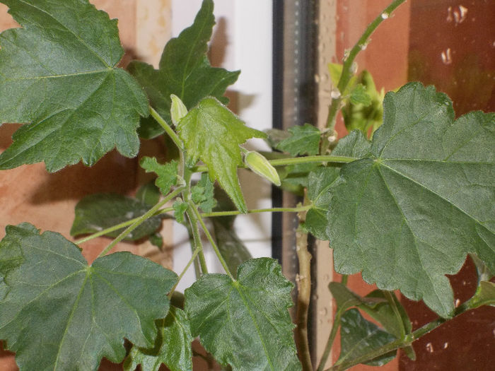 DSCN7537_3015 - Florile mele