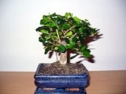 35 - bonsai de vanzare promotie de vara