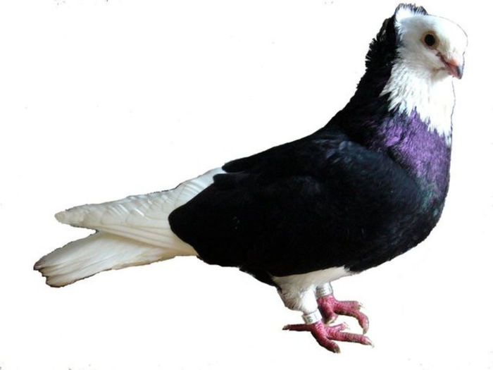 24735713724813301600210