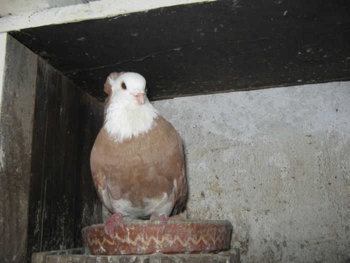 img0225b1 - Zburatori de Nish