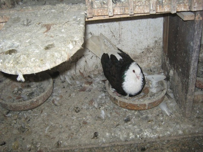 img0227dz1 - Zburatori de Nish