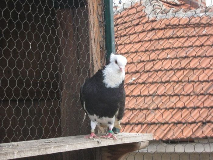 img0244gz1 - Zburatori de Nish