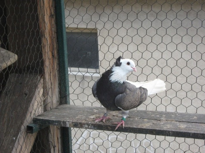 img0245dq1 - Zburatori de Nish