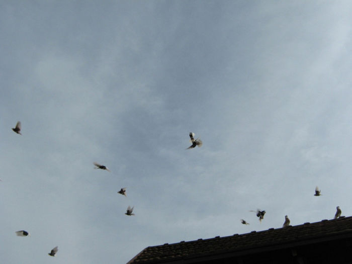 img1043t1 - Zburatori de Nish