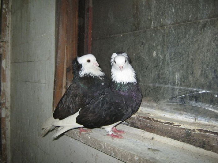 img1076v1 - Zburatori de Nish