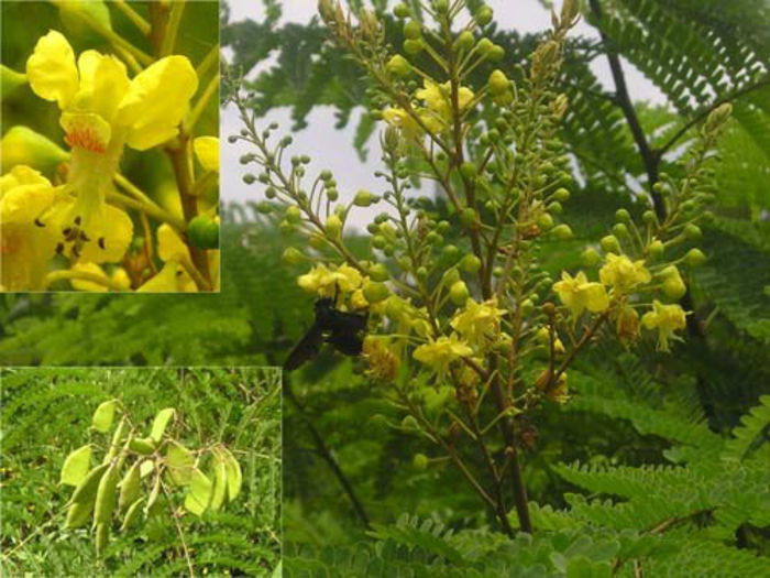 Caesalpinia sappan - 1-de vanzare 2019-2020- SEMINTE TROPICALE RARE