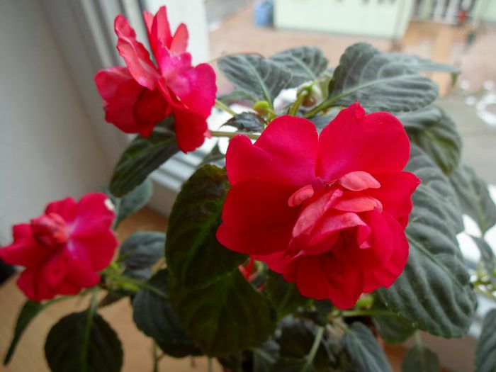 DSC01382 - Impatiens