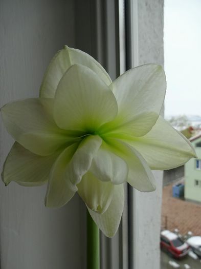 DSC01384 - Amaryllis