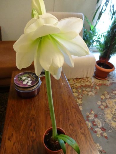 DSC01386 - Amaryllis