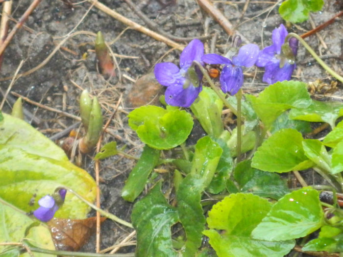DSCN5943