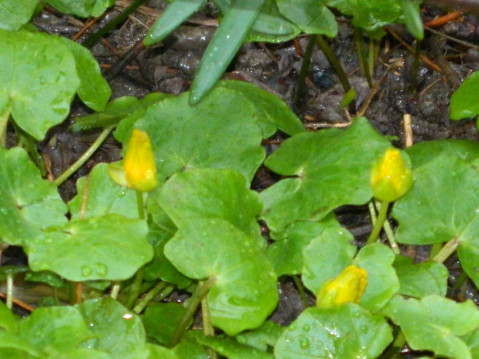 DSCN5944