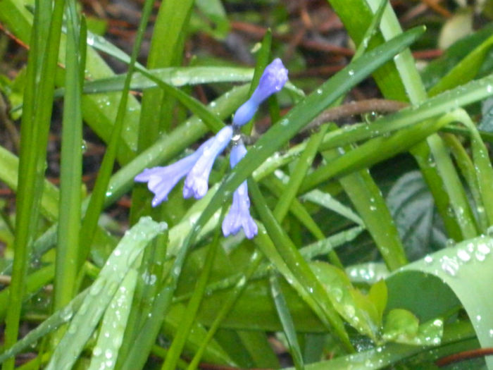 DSCN5945