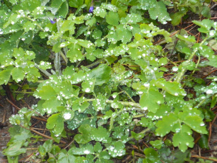 DSCN5949
