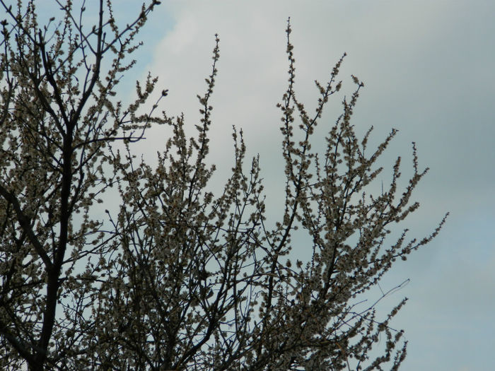 DSCN5866