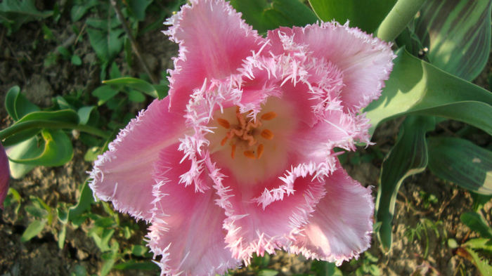 DSC01501 - flori de primavara