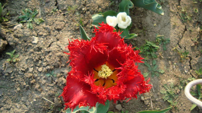 DSC01538 - flori de primavara