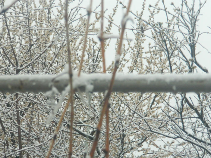 DSCN5988 cais inflorit