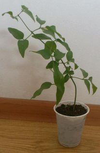 jasminum azoricum