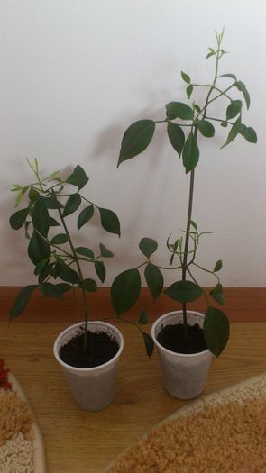 jasminum pandoreea - Jasminum