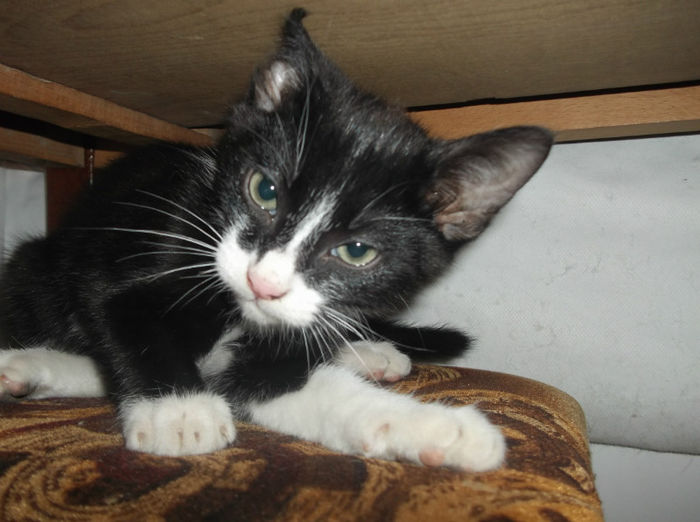 Motanelul meu scump!