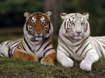2 tigri la fel,dar diferiti! - Poze