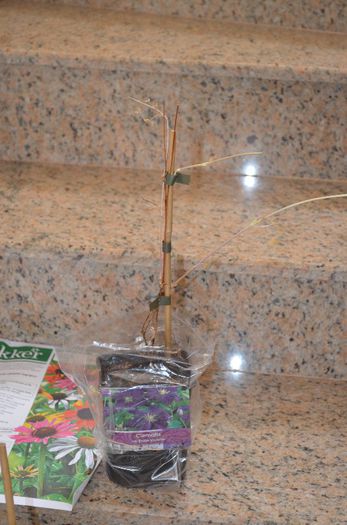 clematis etoile violette