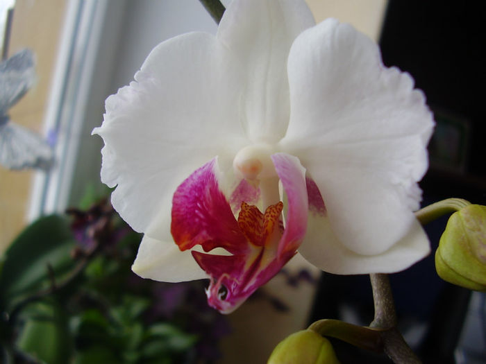 005 - PHALAENOPSIS 2013