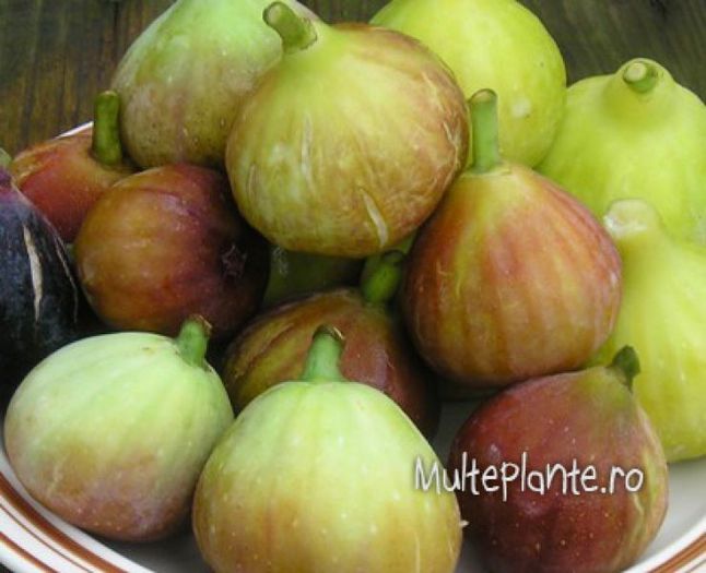 Smochin (Ficus carica) - Comanda 2013 - Multeplante