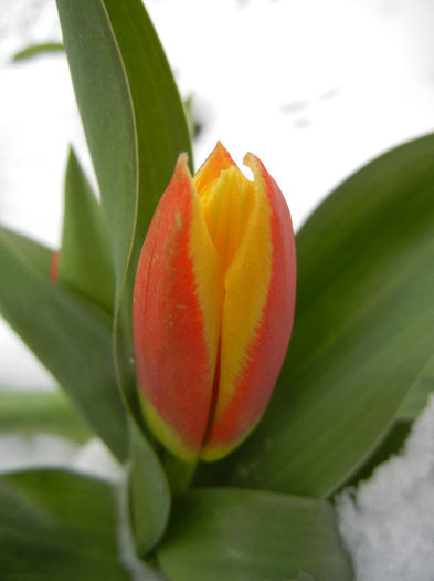 Tulipa Stresa (2013, March 27)