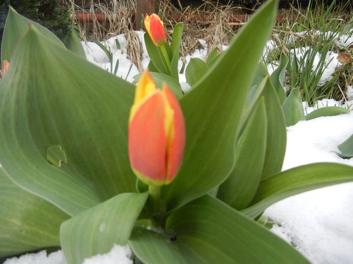 Tulipa Stresa (2013, March 27)