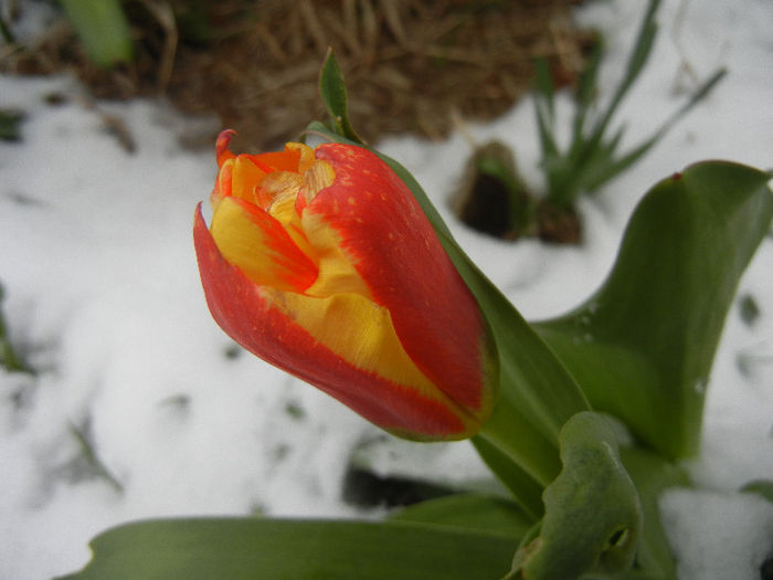 Tulipa Stresa (2013, March 27)